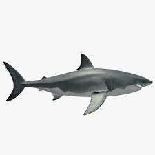 Download this free picture about woman hai great white shark from pixabay's vast library of public domain images and videos. Great White Shark 3d Model Download 91480860 Pond5