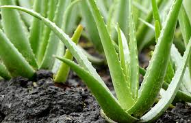 Aloe vera bitkisi son zamanlarda inanılmaz popüler olmuştur. Aloe Vera Bakimi Faydalari Aloe Vera Jeli Nasil Kullanilir