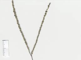 Image result for Digitaria ternata