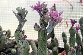 Image result for Senecio propior