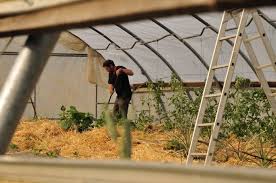 Arbeit Im Folientunnel Tomaten Und Parprika Im Strohmulch Diy Und Selbermachen Nutzgarten Anlegen Selbstversorger Garten