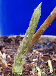 Asparagus Urdu Meaning Of Asparagus