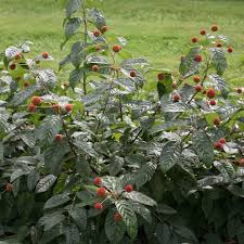 Image result for Cephalanthus
