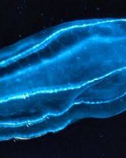 Bioluminescent Bay Puerto Rico Boat Tours Boat Trail In The Bioluminescent Bay In Puerto Rice Bioluminescent Bay Bioluminescence Puerto Rico
