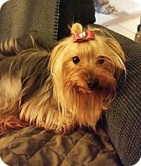 Amanda shares her tips for becoming a successful foster pet parent. Jacksonville Fl Yorkie Yorkshire Terrier Meet Sadie A Dog For Adoption Http Www Adoptapet Com Pet 1215 Yorkie Yorkie Yorkshire Terrier Dog Personality