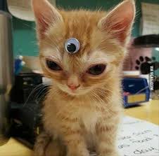 Petslady S Pick Funny Extraterrestrial Abduction Day Alien Cat Of The Day Weird Animals Cute Animals Animals
