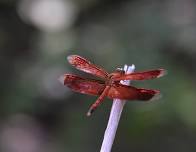 Bug Buddies: Dragonflies & Damselflie