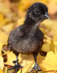 Ayam Cemani Civciv Tavuk Irklari Cok Sirin Hayvanlar Arka Bahce Tavuk