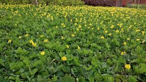 Image result for Arachis