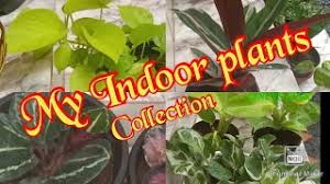 You can make your own potting mixture that provides. Download My Indoor Plants Collection Low Maintenance Air Purifying Houseplants L Indoor Plants In Hd Mp4 3gp Codedfilm