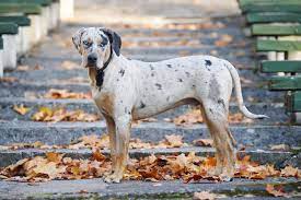 Louisiana Catahoula Leopard Dog Charakter Haltung Pflege Zooplus
