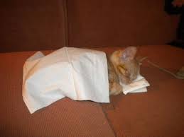 If You Don T Have A Real Comforter You Can Use Anything You Want You Are A Cat You Literally Couldn T Care Less Funny Cat Pictures Cats Cute Animals