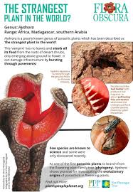 Image result for Hydnora