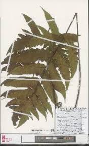 Image result for Triplophyllum