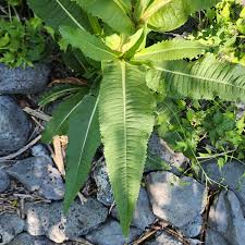 Image result for Dipsacaceae