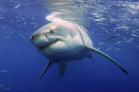 The earliest fossil evidence for sharks or their ancestors are a few scales it was also around this time that the first plants invaded the land. Facts About Great White Sharks Live Science