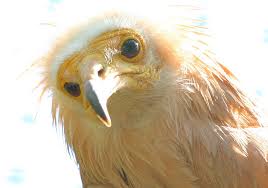 There may be quite a few creation myths, as diverse as the many different parts of the country from. The Egyptian Vulture On The Balkans A Hopeful But Perilous Conservation Story