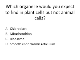Nov 12, 2019 · what is an animal cell: Which Organelle Breaks Down Organelles That Are No