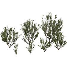 Image result for Searsia lucida