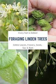 So limus became lime which became lime+en which became by 700 ad linde which then became linden. Identifying And Using Linden Trees Edible Leaves Flowers Seeds Sap And Bark