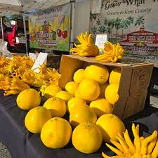 Image result for Citrus Gold 2001 Puma