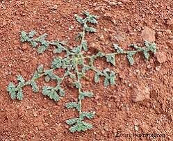 Image result for Coldenia procumbens