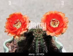 Image result for Cavacoa aurea