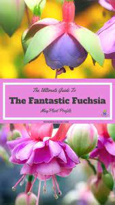 Fuchsia Hanging Basket A Gardener S Guide And Plant Profile Fuchsia Plant Plants For Hanging Baskets Plants