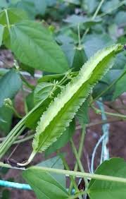 Image result for Psophocarpus