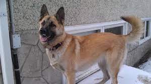 It is in effect a akita mixed with german shepherd. Akita German Shepherd Mix Youtube