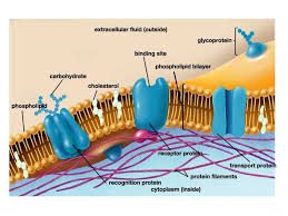 Cell Membrane Model Bing Images Cell Membrane Structure Cell Membrane Membrane Structure