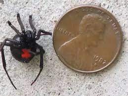 Make sure your home & yard is protected from spiders and other poisonous pests with help from orkin. Why Are Black Widows Scary To Humans Quora