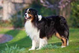 If you are looking to adopt or buy a aussie take a look here! Iris Coloboma In The Australian Shepherd Dog Breed Pets4homes