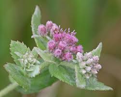 Image result for Pluchea