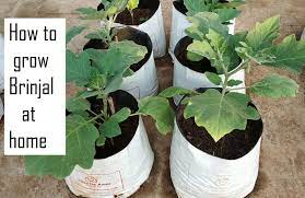 How To Grow Brinjal From Seeds At Home How To Plant Eggplant Brinjal Vermicompost Tea
