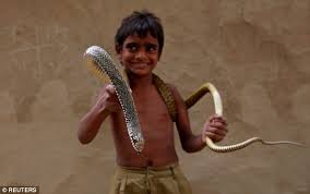 Image result for snake charming indian