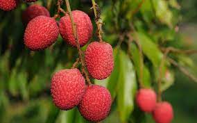 Growing tropical fruit trees is one of the best reasons to live in florida. Tropical Fruit Tree Nursery Naples