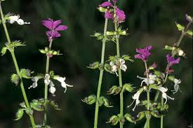 Image result for Syncolostemon bracteosus