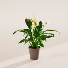 Image result for Spathiphyllum