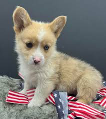 Corgis engaging in their natural activities