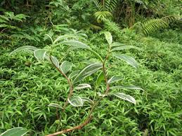 Image result for Costus