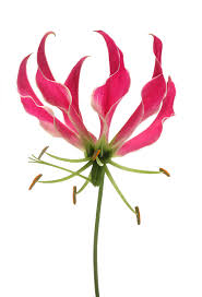 Image result for Gloriosa