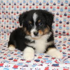 Our puppies are family raised underfoot and socialized with children and all the other farm animals. Porky Miniature American Shepherd Puppy 646781 Puppyspot