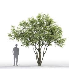 Amelanchier 01 3d Model In 2020 3d Model Model Flowering Trees