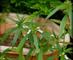 Image result for Leucas glabrata