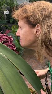 👇🌺 ABC Tropical North's Melissa Maddison went