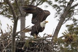 Bald Eagles: Skilled Hunters, Opportunist Scavengers, Masters of the Sky – Oakland  County Blog