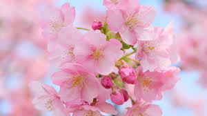 You will enjoy multiscenes screensavers with animated backgrounds, special effects and more. 45 Best Free Spring Wallpapers For Desktop 2018 Designdune