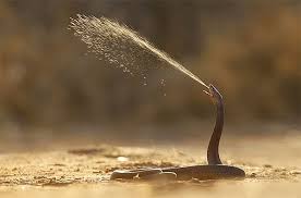 Image result for black necked spitting cobra