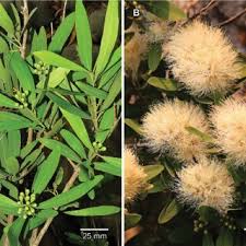 Image result for Syzygium komatiense